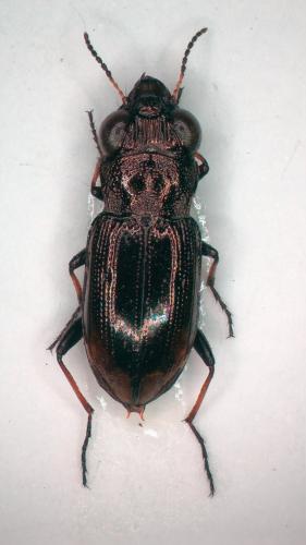 Notiophilus biguttatus